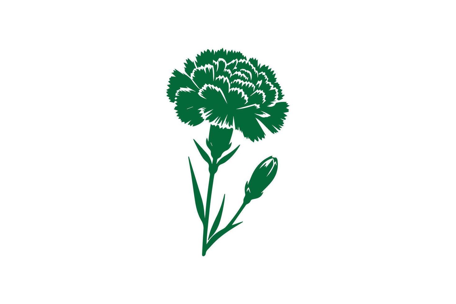 A green carnation flower on a white background vector