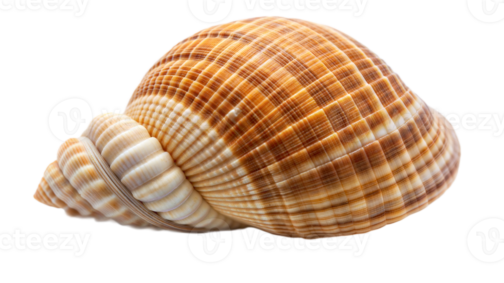 Sea shell isolated on transparent background png