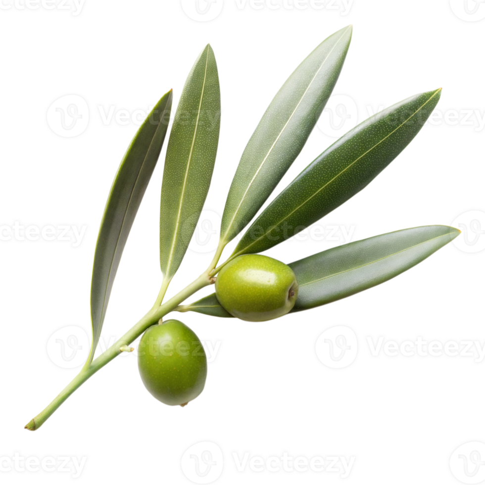 Olive branch with leaves and fruits isolated on transparent background png