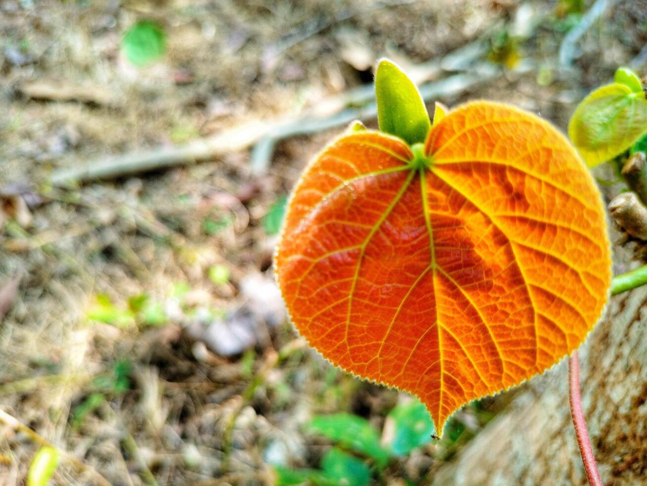hibiscus leave plants photo