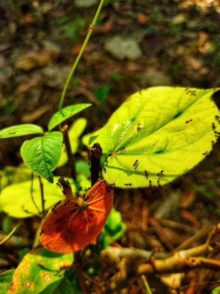 ants in the leave photo