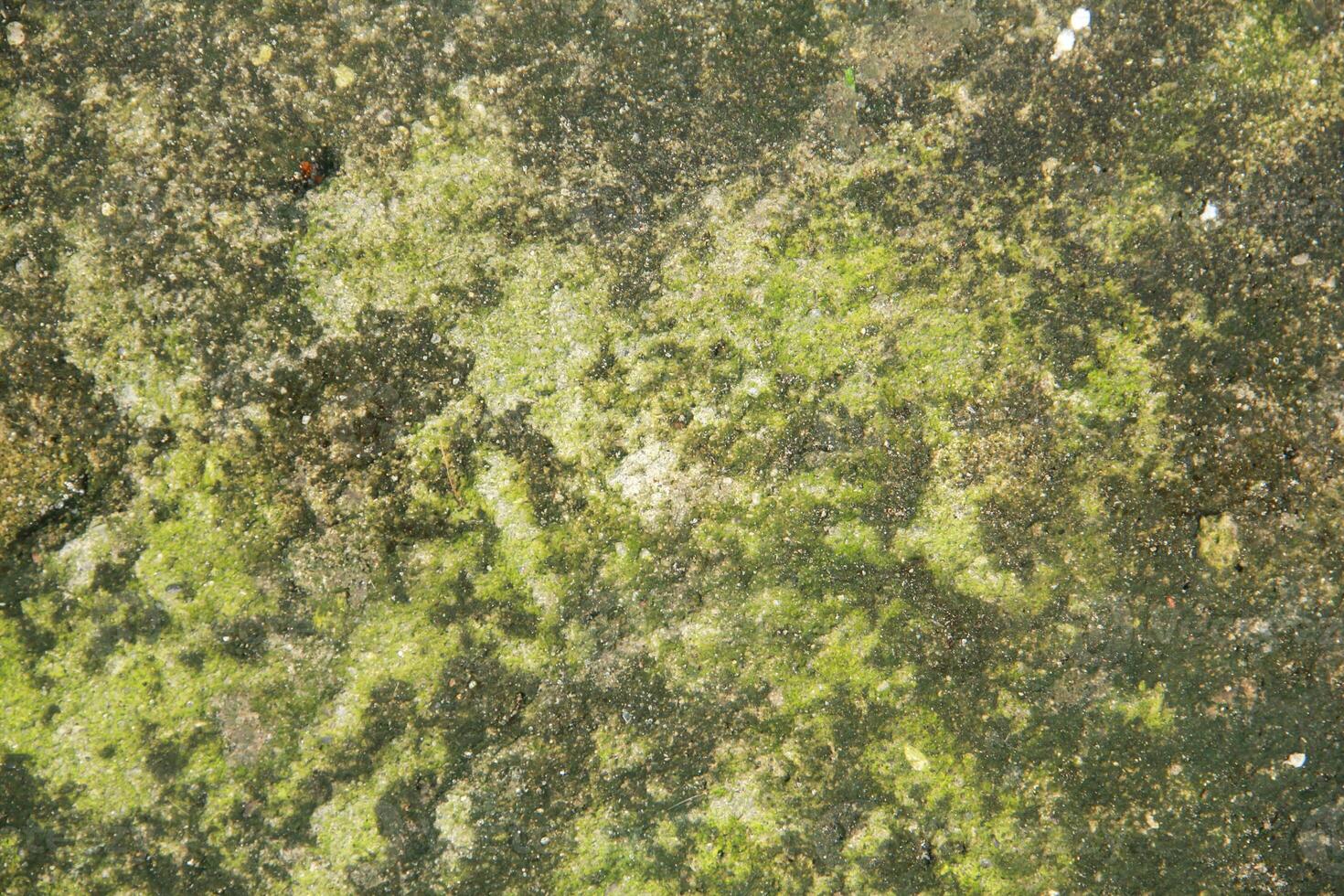 Green moss texture background with copy space photo