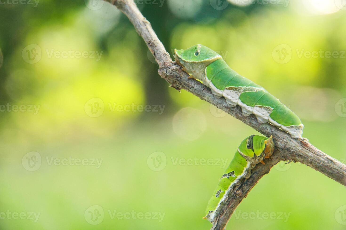 Caterpillar of common mormon butterfly walking on a small twig photo