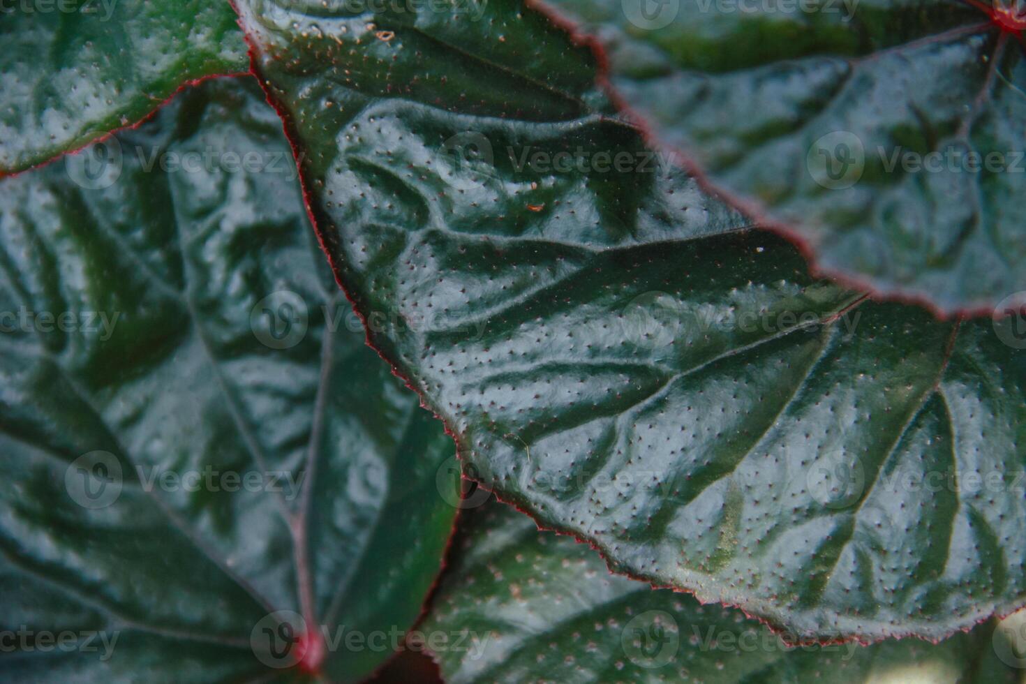 Begonia flower, top of view background of begonia plant leaves photo