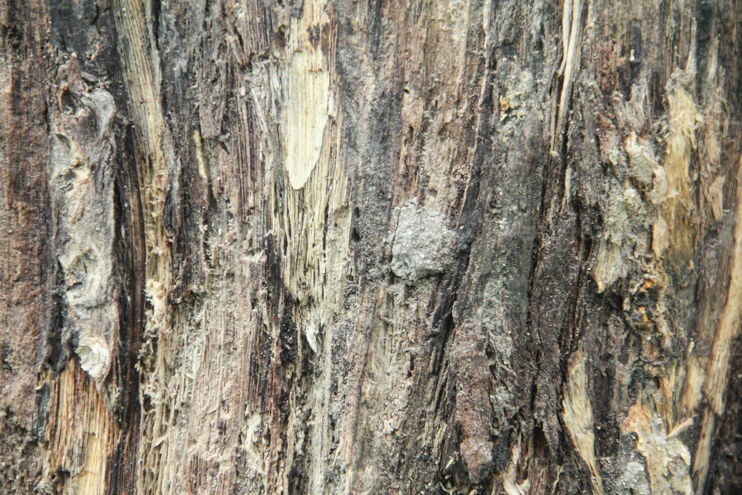 Wood background, texture and background of dry wood after cutting photo