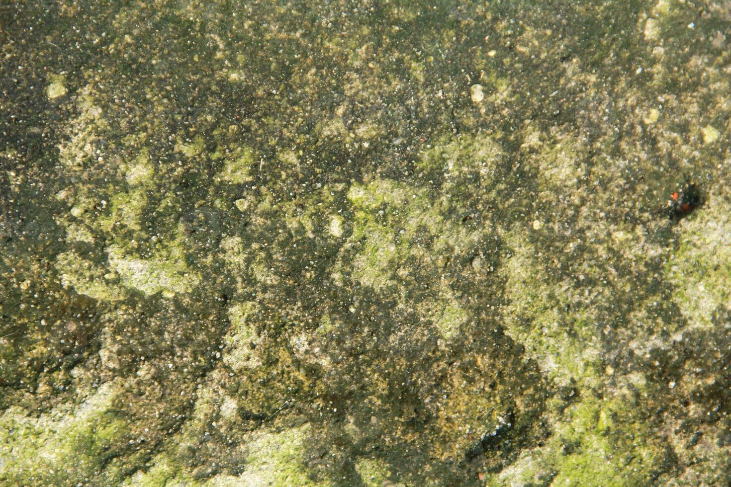 Green moss texture background with copy space photo