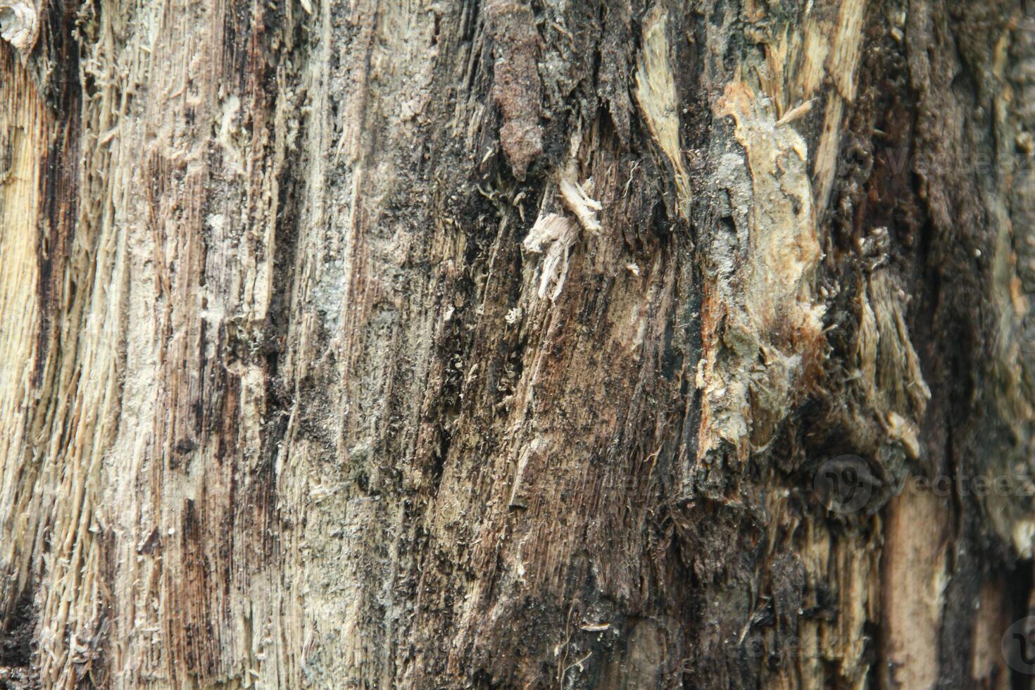 Wood background, texture and background of dry wood after cutting photo