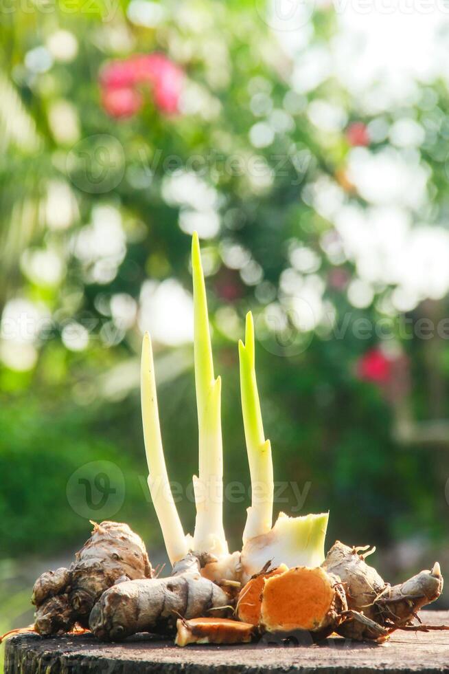 Turmeric or Curcuma longa Linn or rhizome root, a tuber plant that has a distinctive color and aroma photo