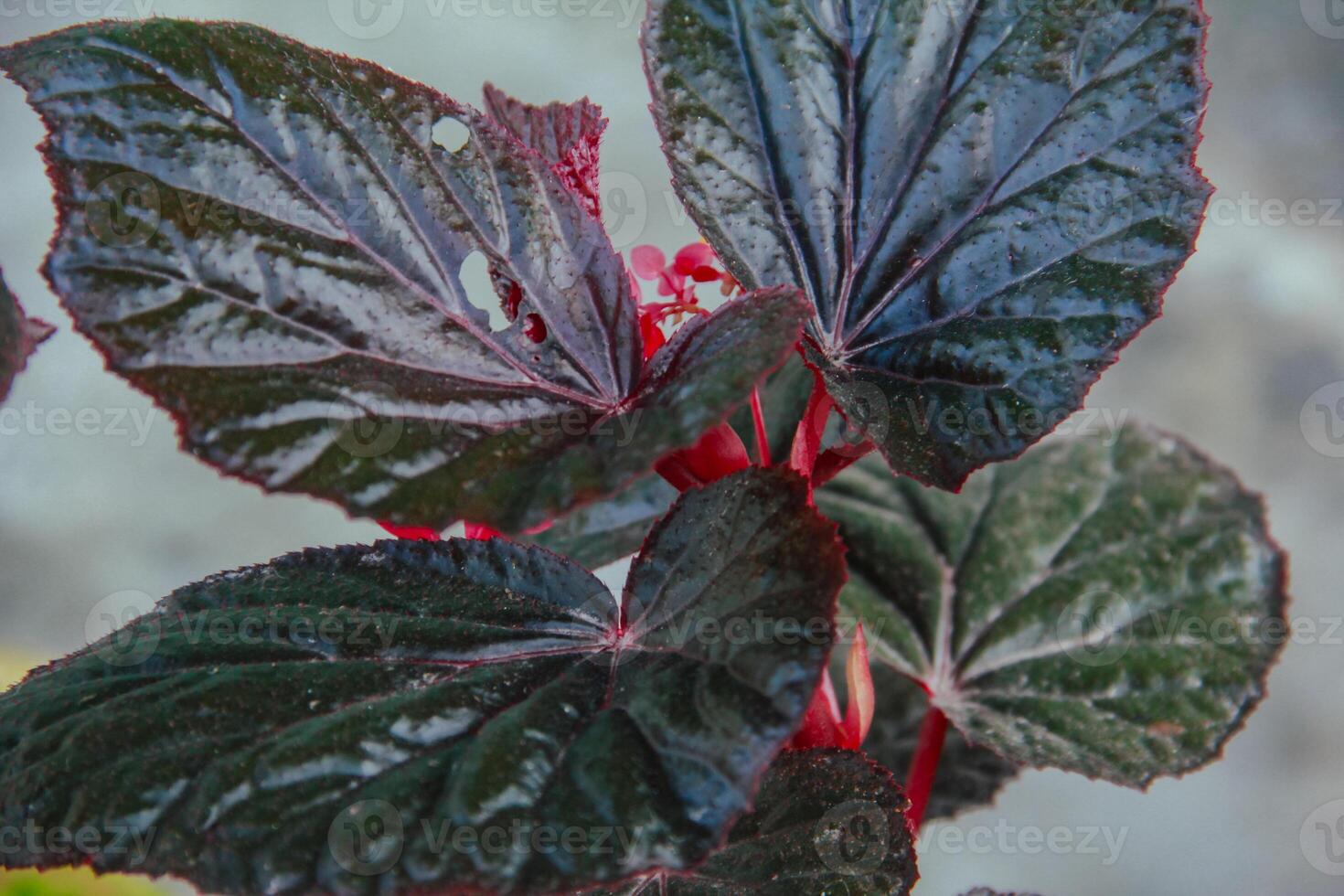 Begonia flower, top of view background of begonia plant leaves photo