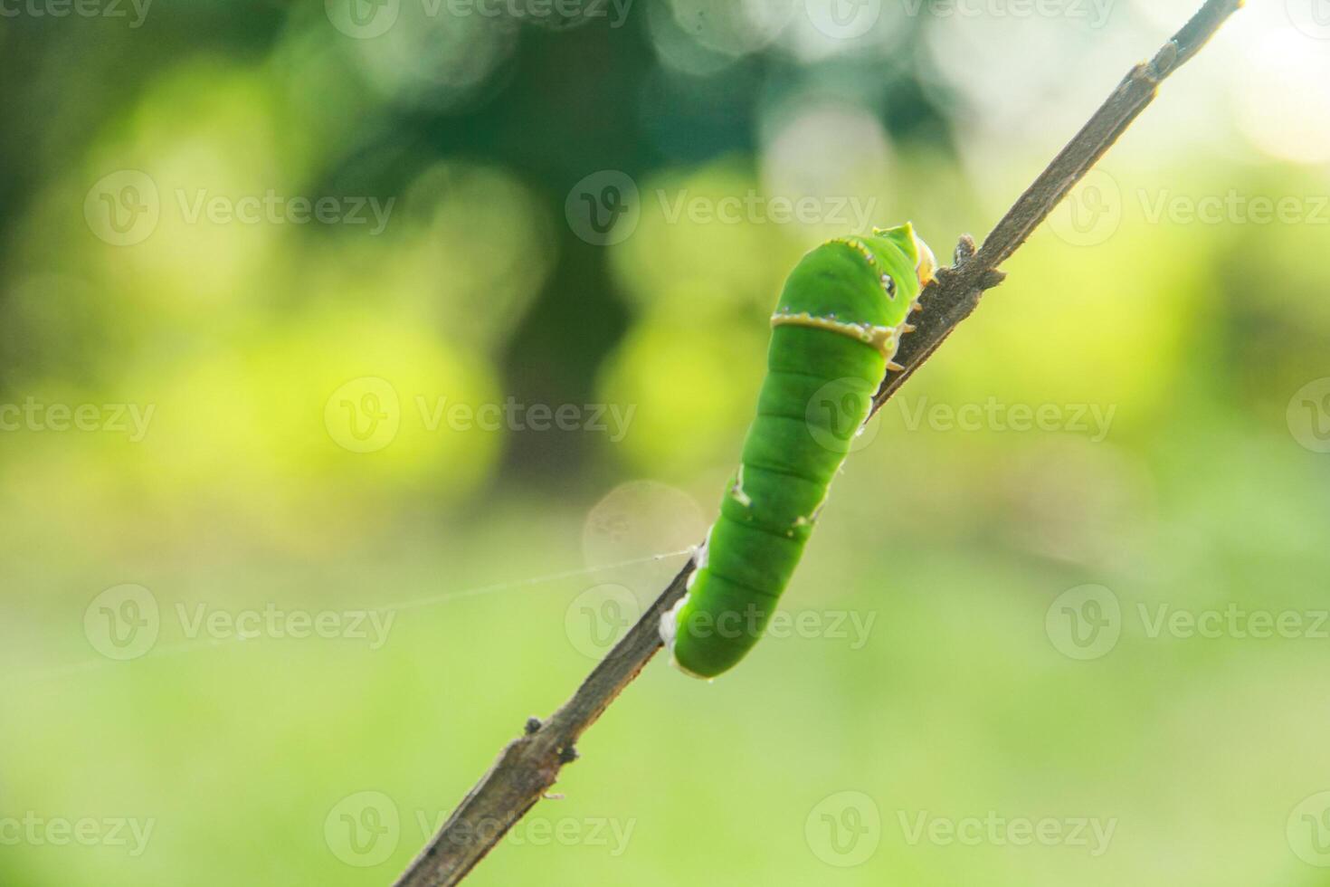 Caterpillar of common mormon butterfly walking on a small twig photo