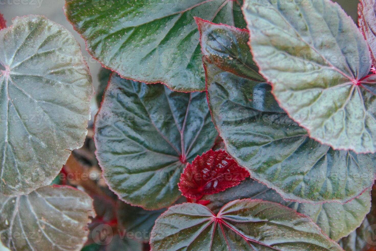 Begonia flower, top of view background of begonia plant leaves photo