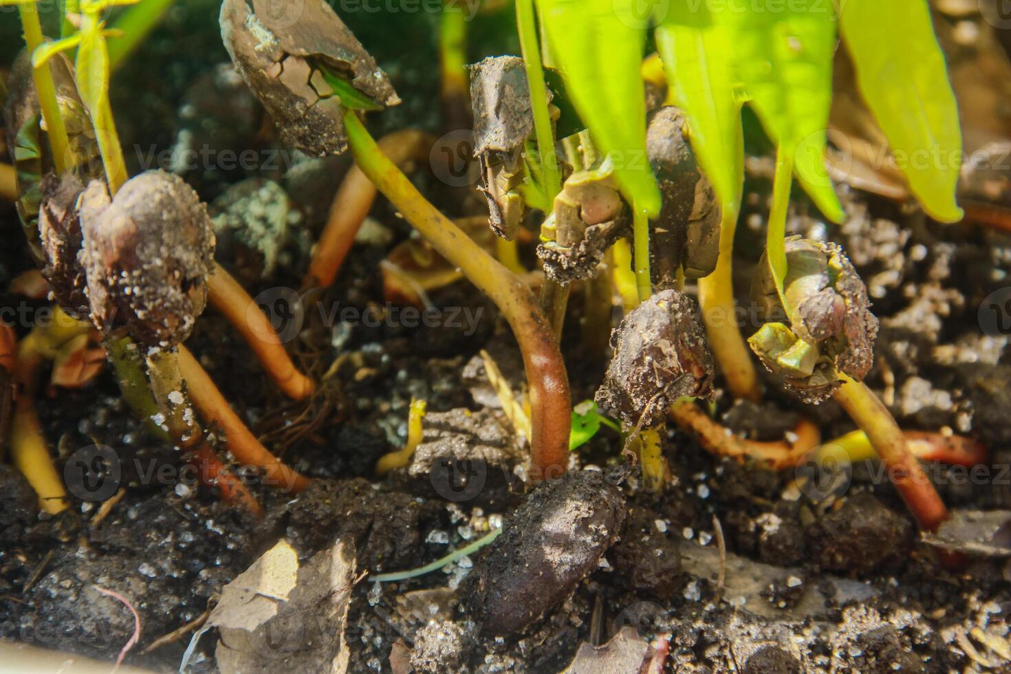 Cocoa seedlings or nurseries for cocoa plants before moving them to large areas of land photo
