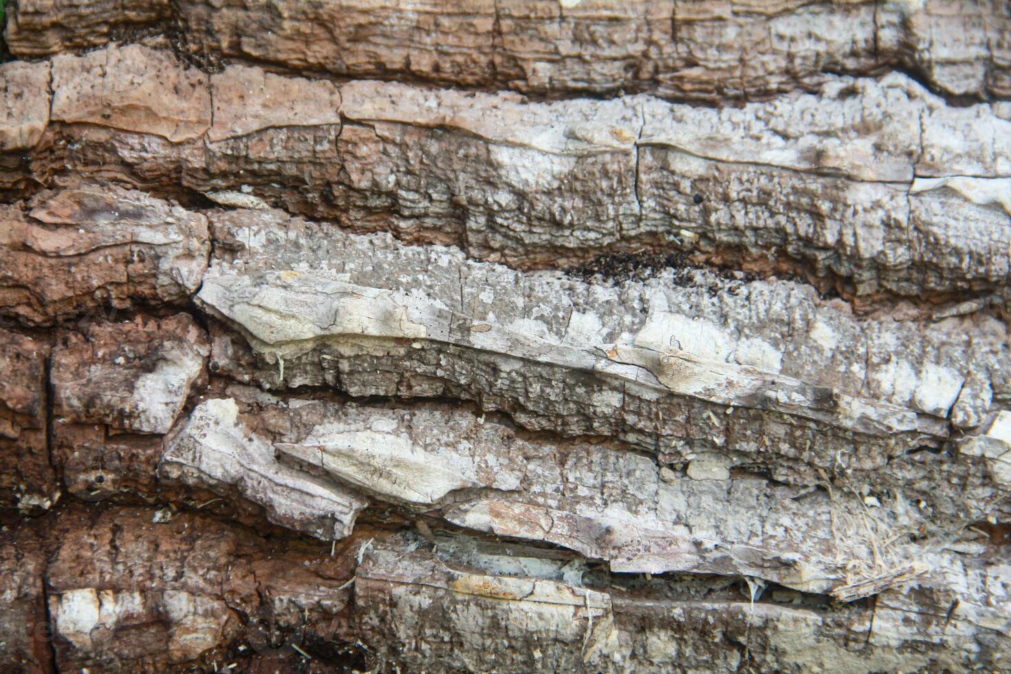 Wood background, texture and background of dry wood after cutting photo
