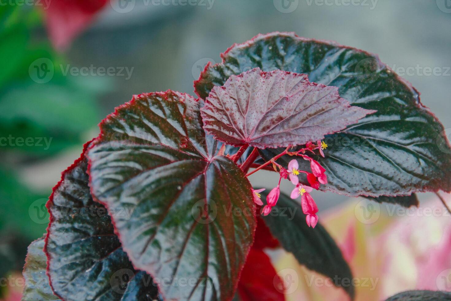 Begonia flower, top of view background of begonia plant leaves photo