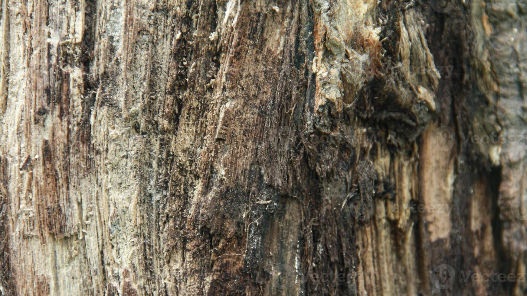 Wood background, texture and background of dry wood after cutting photo