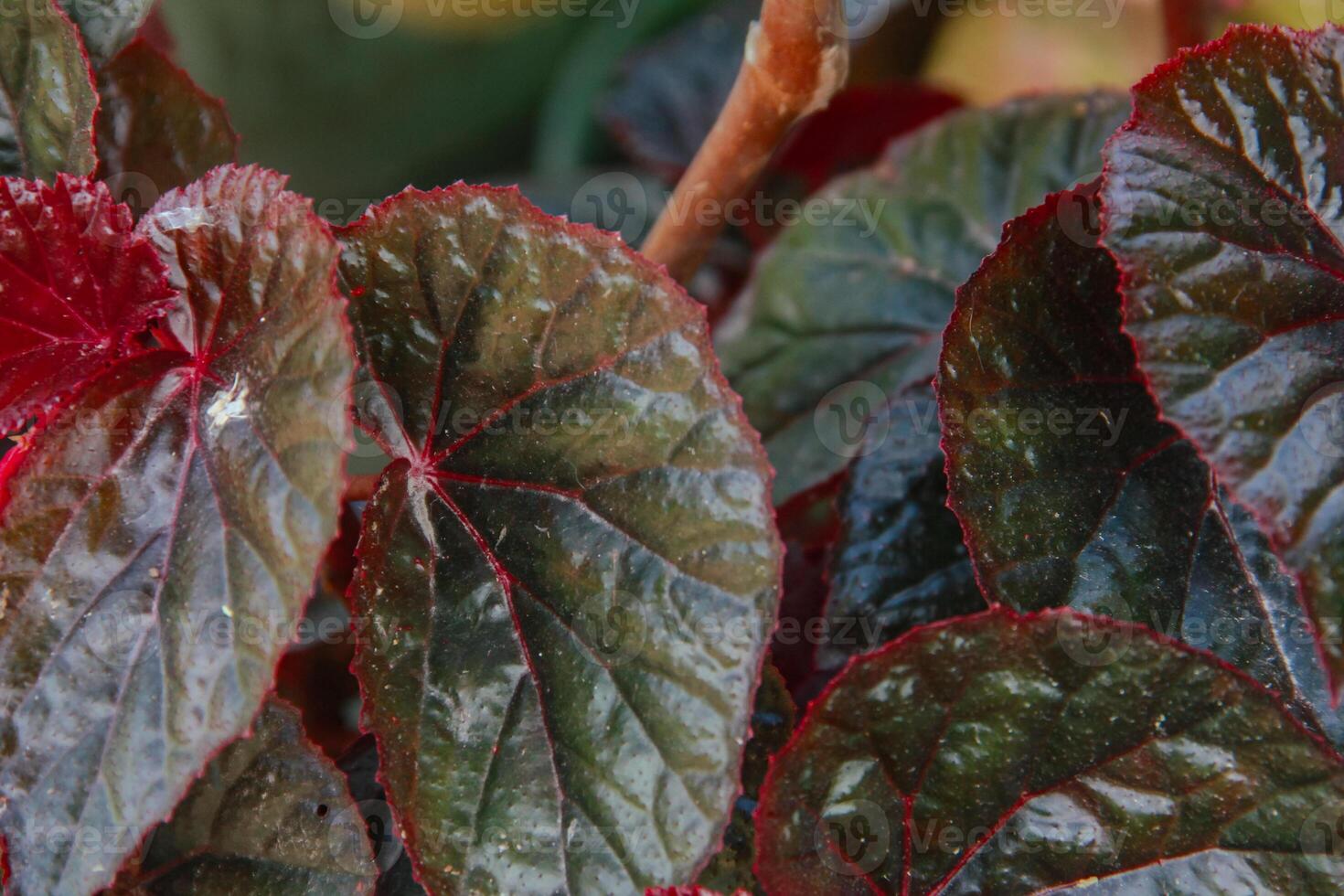 Begonia flower, top of view background of begonia plant leaves photo