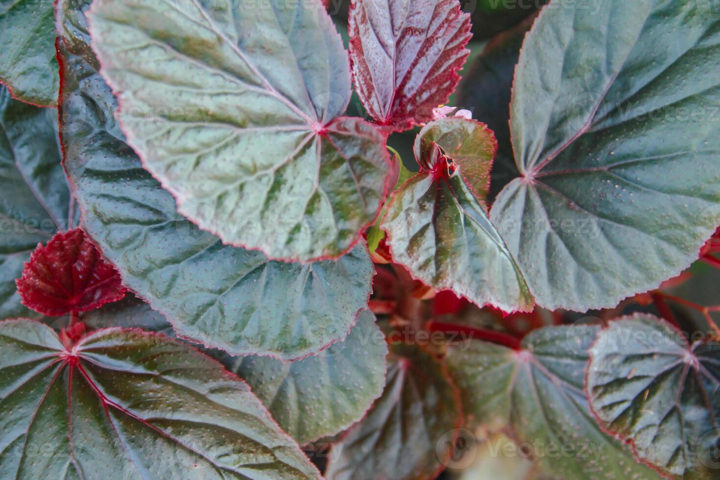 Begonia flower, top of view background of begonia plant leaves photo