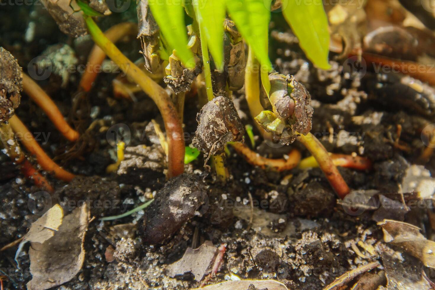 Cocoa seedlings or nurseries for cocoa plants before moving them to large areas of land photo