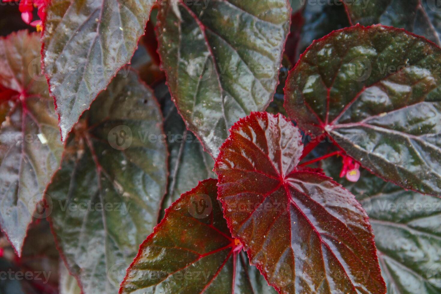 Begonia flower, top of view background of begonia plant leaves photo