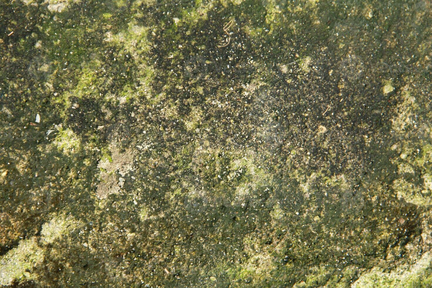 Green moss texture background with copy space photo