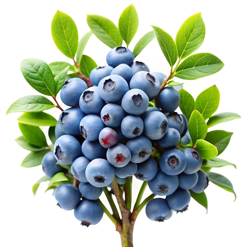 Vibrant Blueberries, Fresh and Nutritious Berries in High-Resolution photo