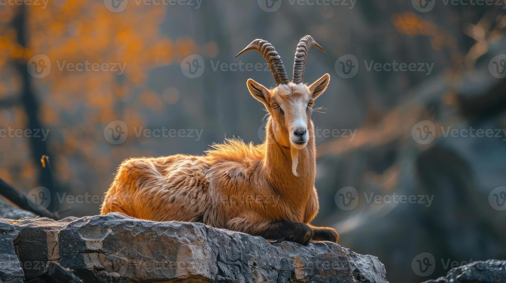 A mountain goat with large horns and fur looking at the camera, photo
