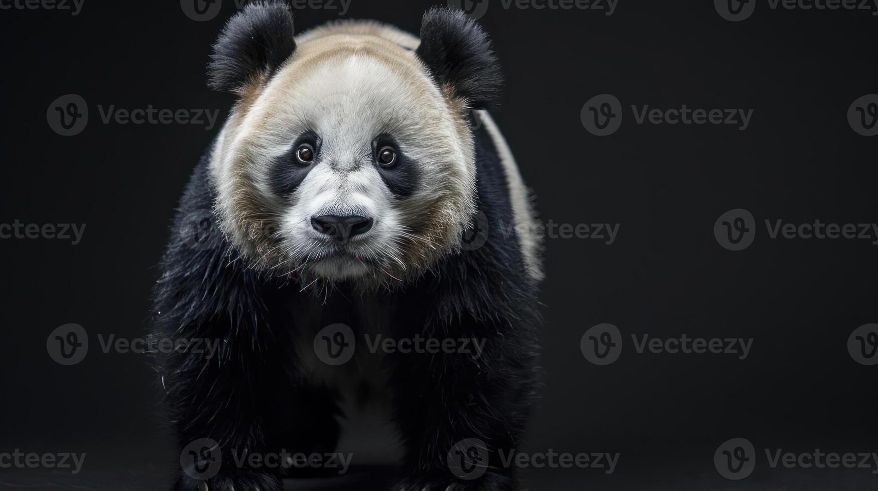 A close-up of an adorable panda bear, with a sad expression that makes your heart melt. photo