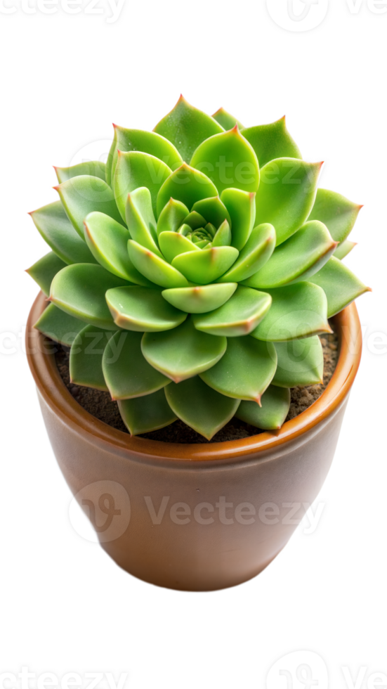 Green succulent plant in pot isolated on transparent background png