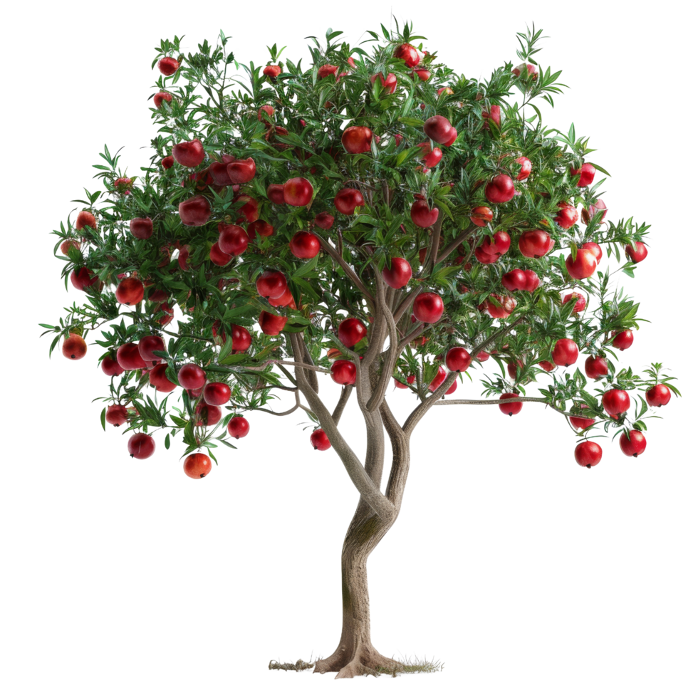 Red Apple Tree Isolated png