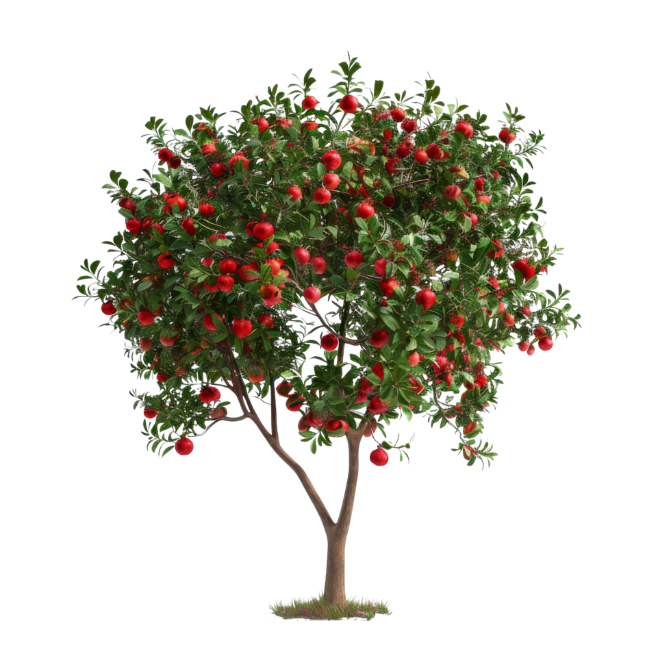 Pomegranate Tree with Ripe Fruit png