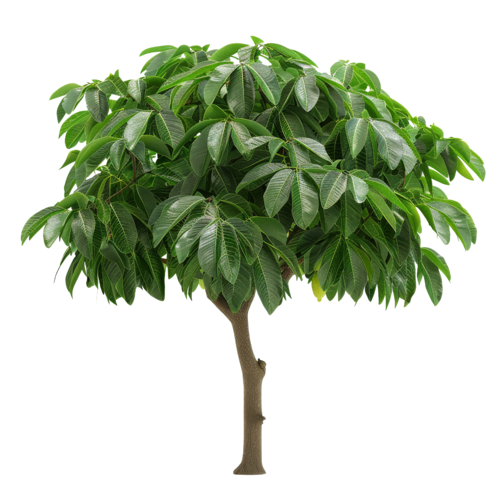 Green Tree Isolated png