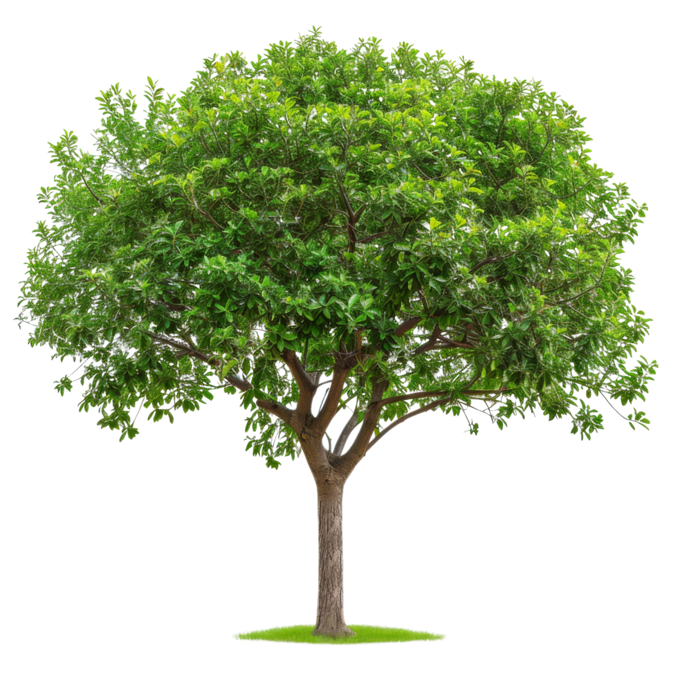 Green Tree Isolated png