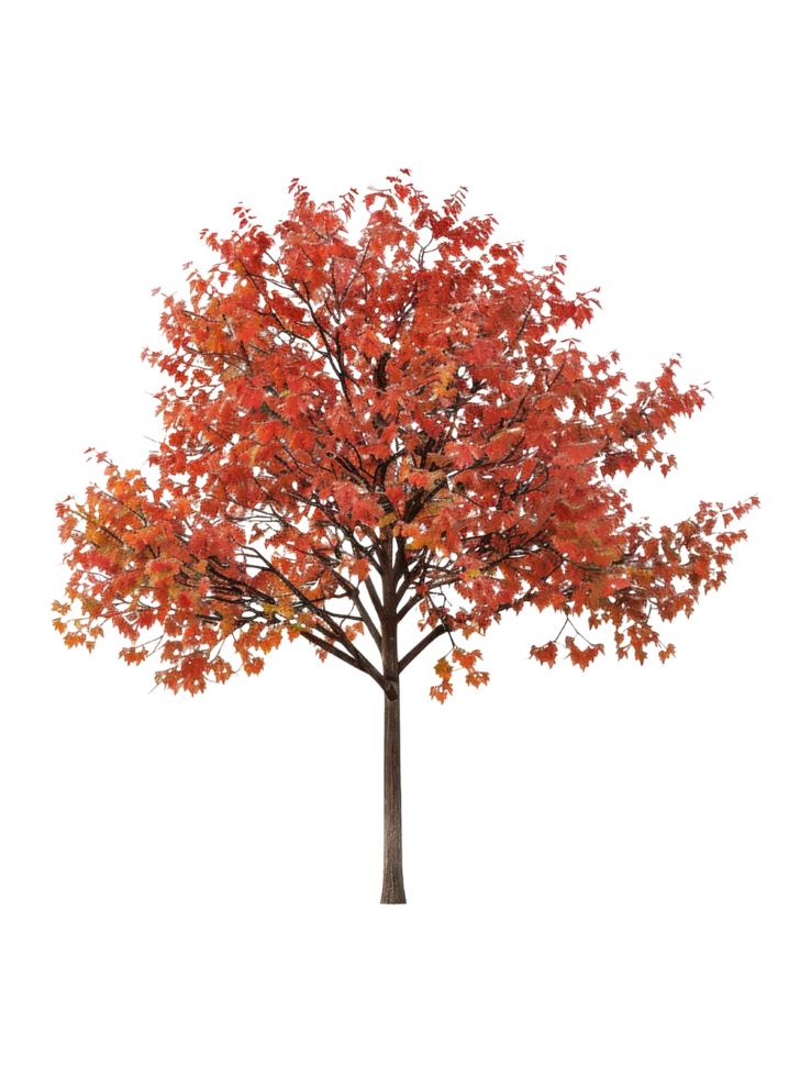Autumn Tree with Red Leaves png