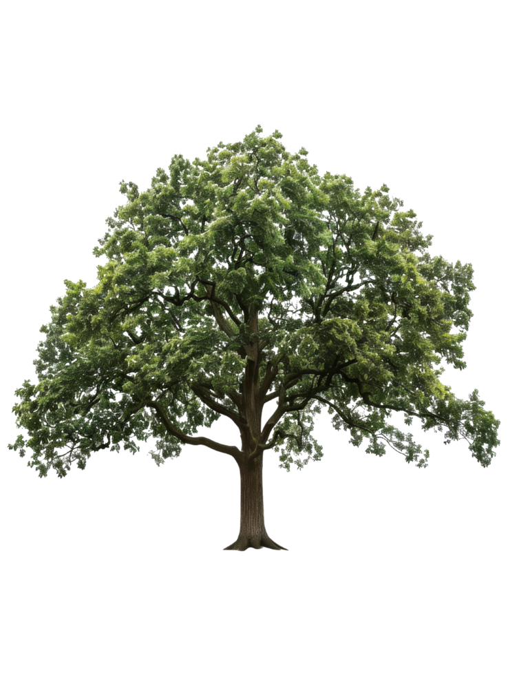 Large Green Tree with Lush Foliage Isolated png