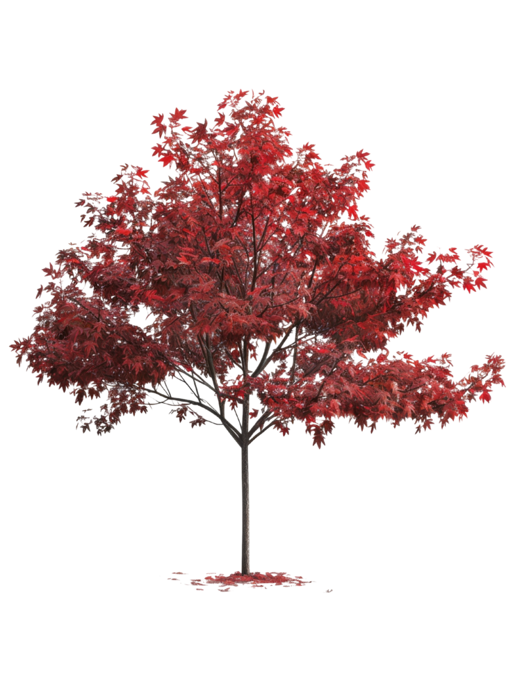 Red Maple Tree with Autumn Leaves png