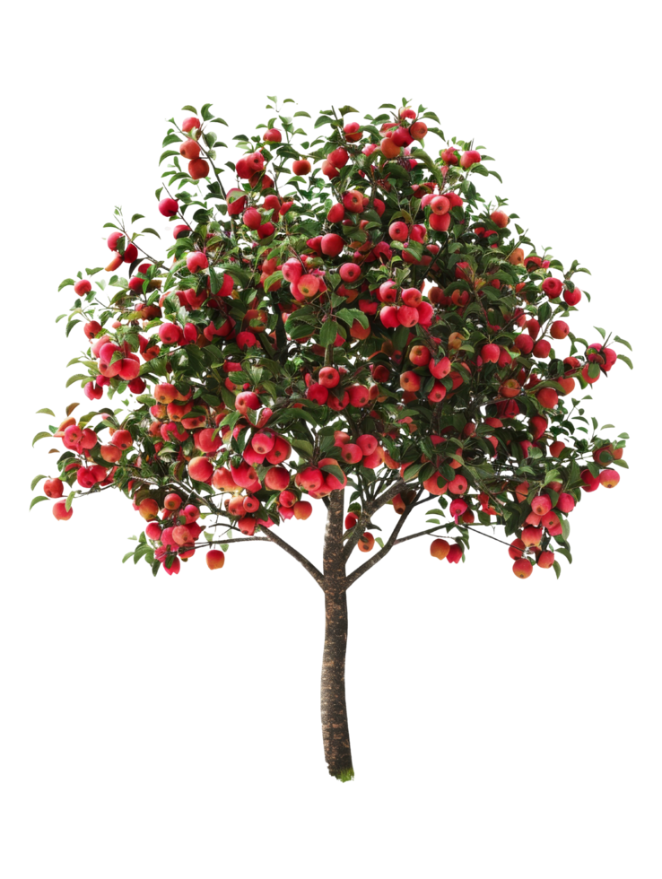 Apple Tree Full of Fruit png