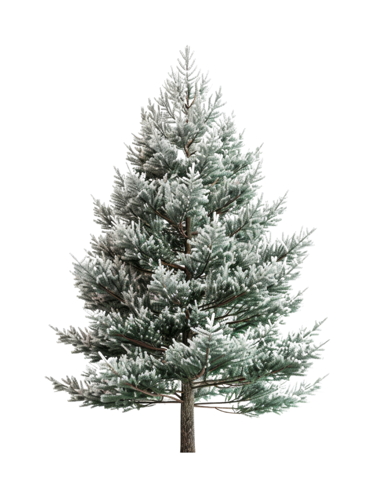 Snow Covered Fir Tree png