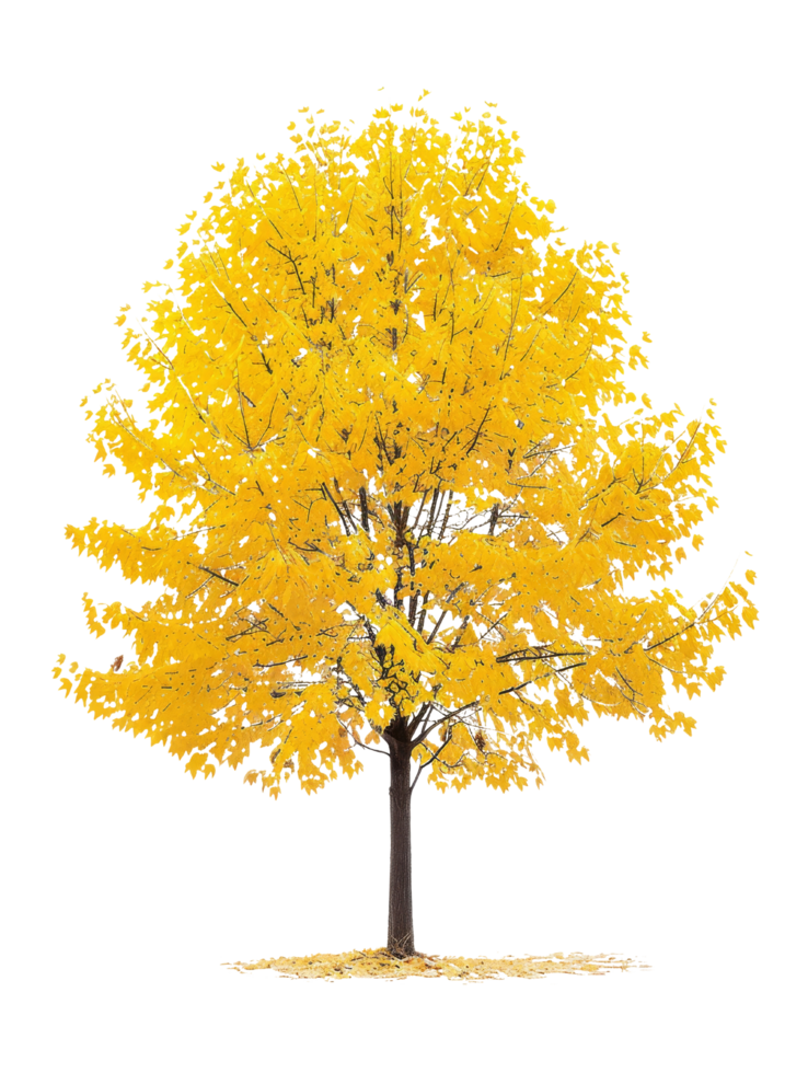 Golden Autumn Tree png