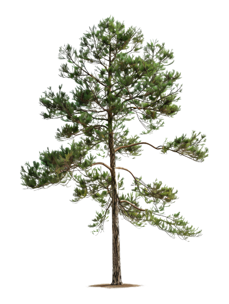 Isolated Pine Tree Isolated png