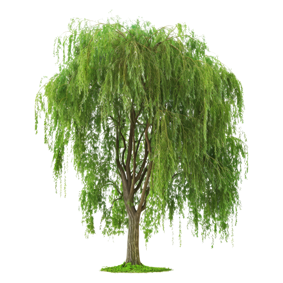 Green Tree Isolated png
