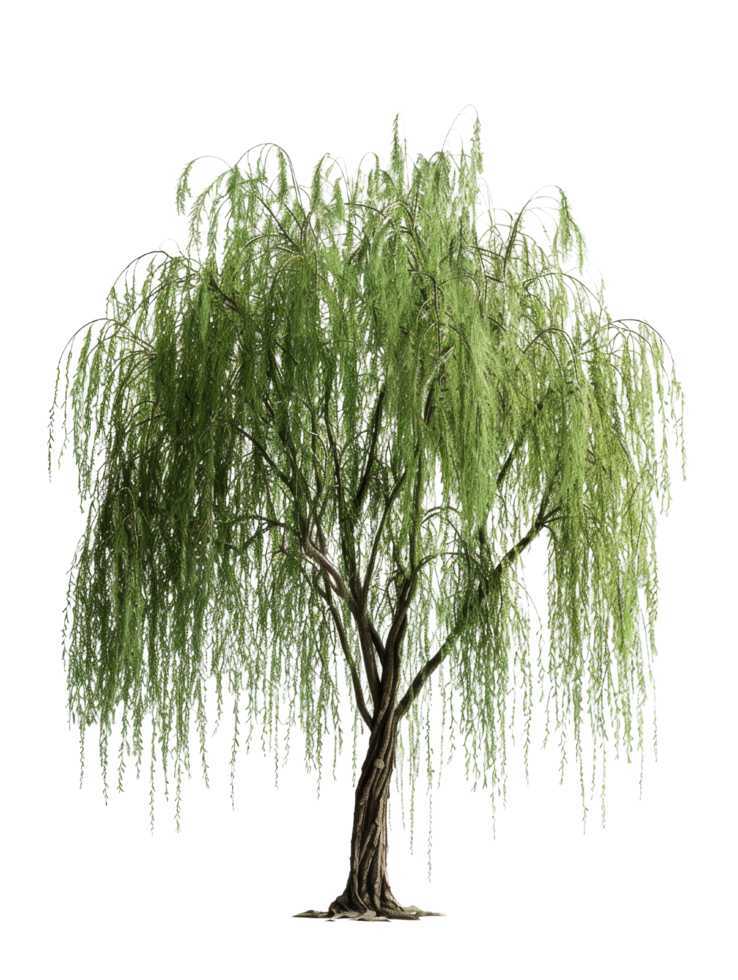 Weeping Willow Tree Isolated png