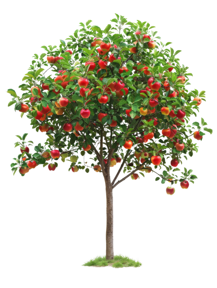 Apple Tree With Red Apples png