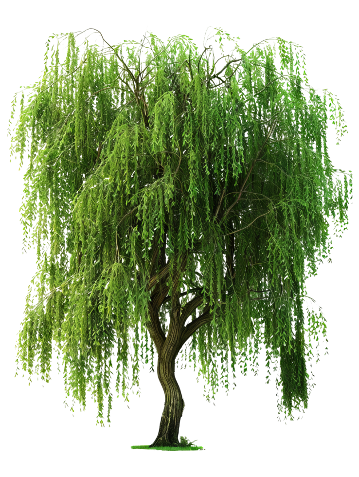 Weeping Willow Tree with Green Leaves png