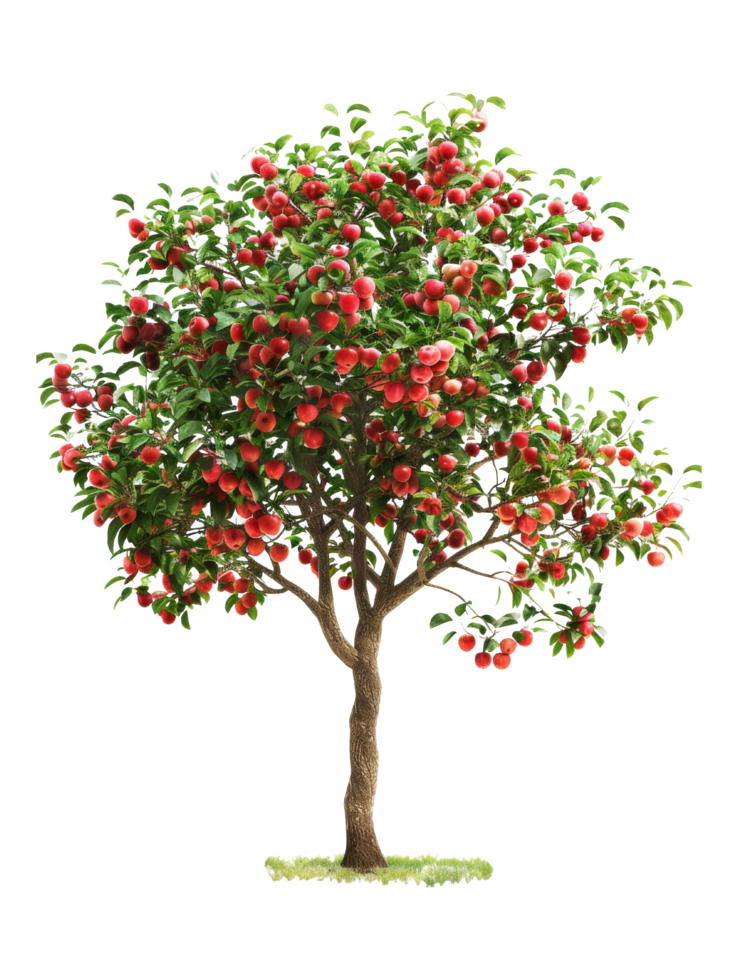 Apple Tree with Red Apples png