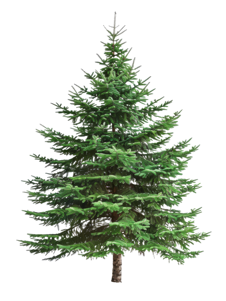 Evergreen Tree Isolated png
