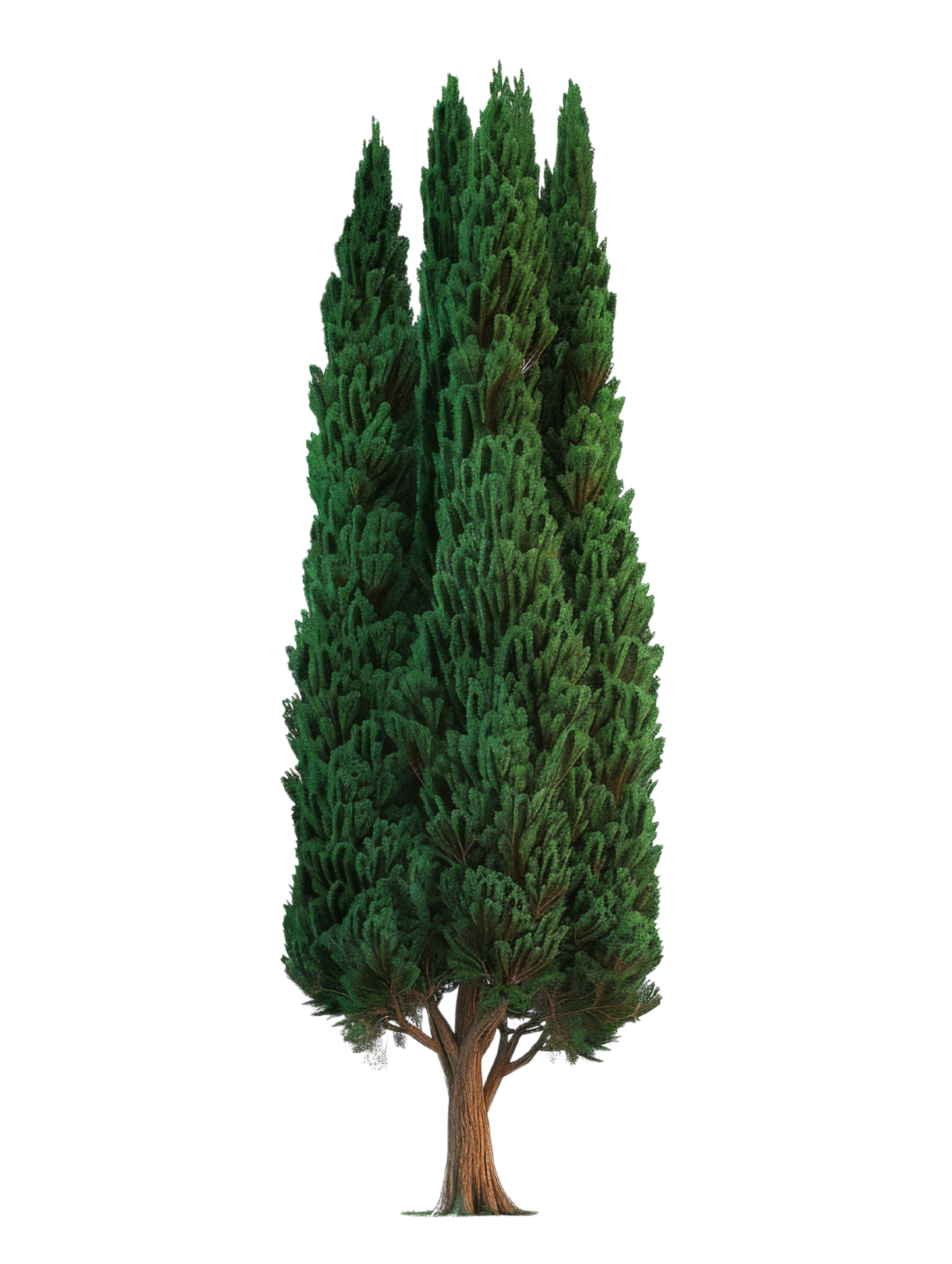 Tall Cypress Tree Isolated 49238923 PNG