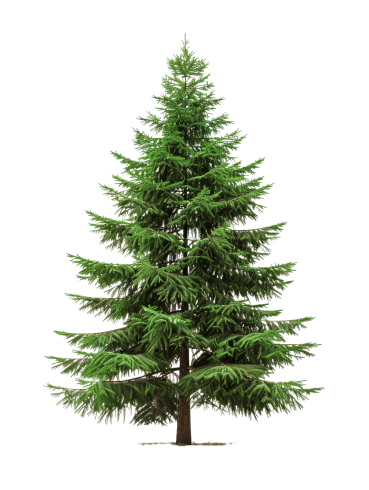 Green Fir Tree Isolated png