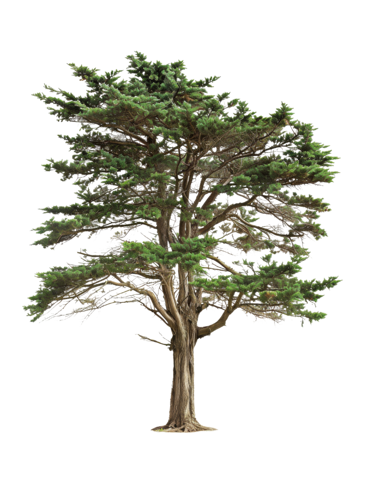 Isolated Tree With Green Leaves Isolated png
