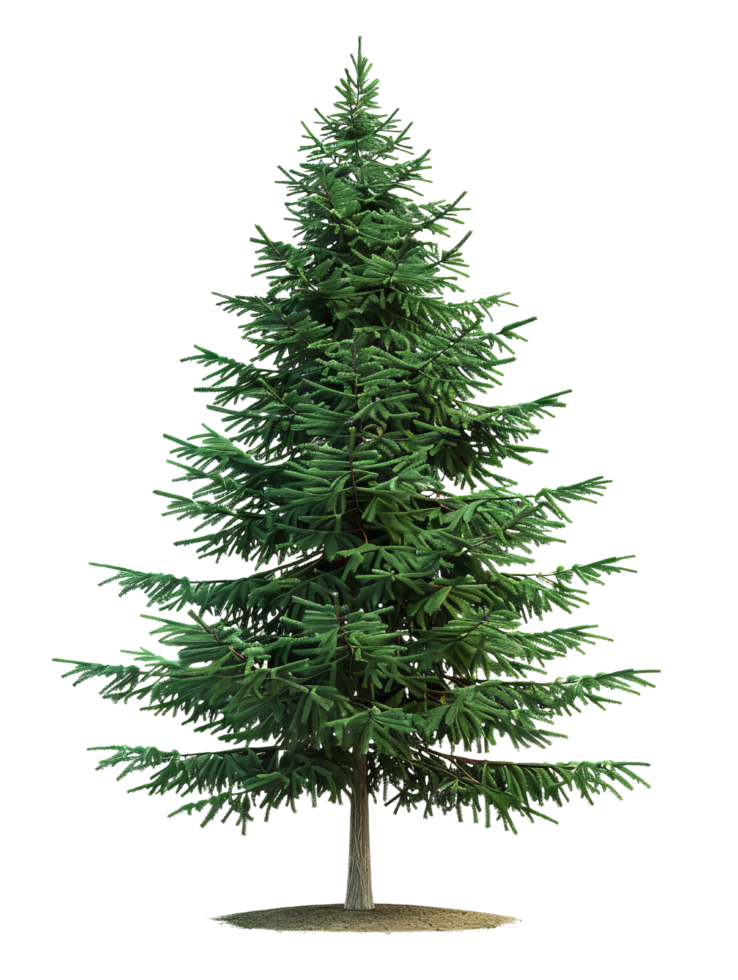 Green Fir Tree Isolated png