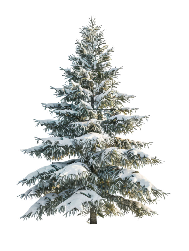Snow Covered Pine Tree png